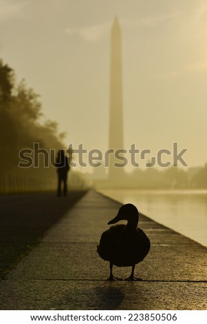 Morning haze and silhouettes in National Mall - Washington DC, United States of America