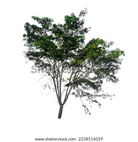 Tree cutting on a white background, Tree isolated, Tree cutting on a white background. Tree editing The white background, Isolated trees on white background , The collection of trees