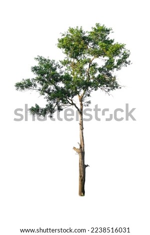 Tree cutting on a white background, Tree isolated, Tree cutting on a white background. Tree editing The white background, Isolated trees on white background , The collection of trees
