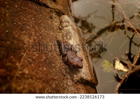 A Xenophrys lekaguli frog camouflaged against the surrounding in Preah Monivong National Park or Bokor Mountains in Kampot, Cambodia Royalty-Free Stock Photo #2238526173