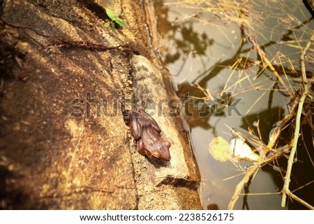 A Xenophrys lekaguli frog camouflaged against the surrounding in Preah Monivong National Park or Bokor Mountains in Kampot, Cambodia Royalty-Free Stock Photo #2238526175