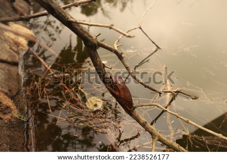 A Xenophrys lekaguli frog camouflaged against the surrounding in Preah Monivong National Park or Bokor Mountains in Kampot, Cambodia Royalty-Free Stock Photo #2238526177
