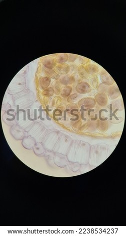 Pollen in anther under a microscope