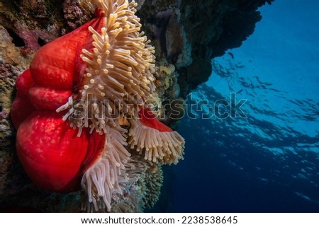 Ocellaris Clownfish on a coral reef.Clownfish and anemone on a tropical coral reef.Red sea coral reefs.
