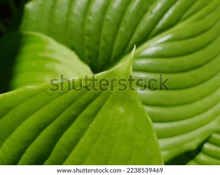 Green glossy large leaves of a flower bush (Hosta plantaginea) with deep parallel veins in raindrops (macro, full face, texture).
