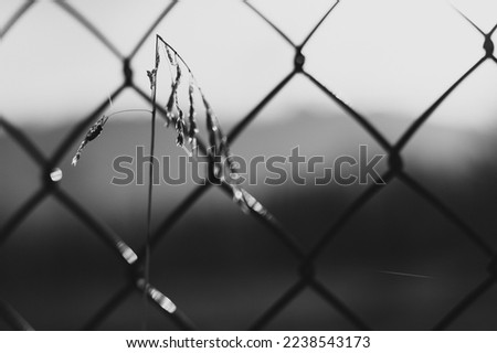 Close up of plant in front of wire fence. Black and white photograph.