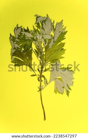 A bush of dried and compressed leaves