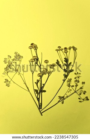 Small wildflowers in dried form
