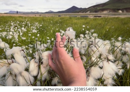 Close up woman touching cottongrass in field concept photo. First view hand photography with old mountains on background. High quality picture for wallpaper, travel blog, magazine, article