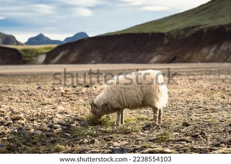 Sheep eating grass on pasture landscape photo. Beautiful nature scenery photography with highland on background. Idyllic scene. High quality picture for wallpaper, travel blog, magazine, article