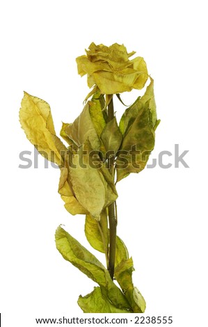 withered rose isolated on white background