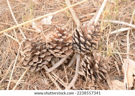 Pictures of Aleppo pine seeds