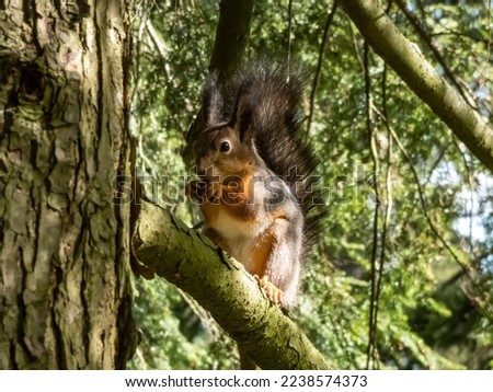 Close-up shot of the Red Squirrel (Sciurus vulgaris) with orange and brown fur sitting on a tree branch and holding in paws a pine cone in summer