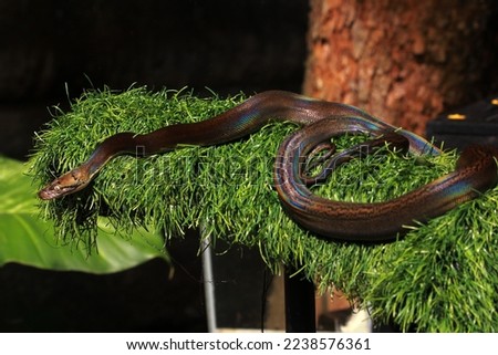The brown rainbow boa, this species is semi-arboreal, spends time on the ground and climbs trees and shrubs, although they have also been known to swim.