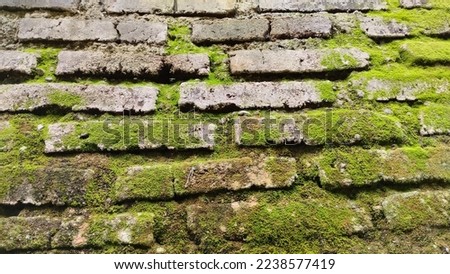 the walls are covered with green moss, the texture of the color gradations is beautiful and aesthetic. Banjarnegara, 16 December 2022