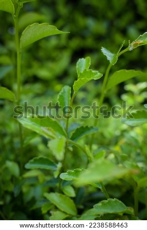 Close-up leaves. Green leaves background, Natural background and wallpaper