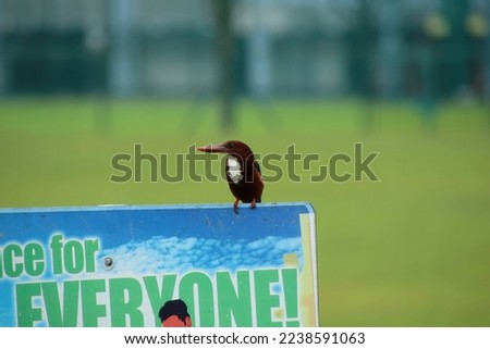White Throated Kingfisher on a signage