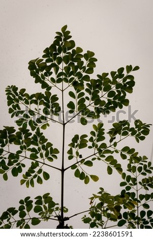 Close-up photo of beautiful green Moringa leaves for begron needs or industries that need pictures