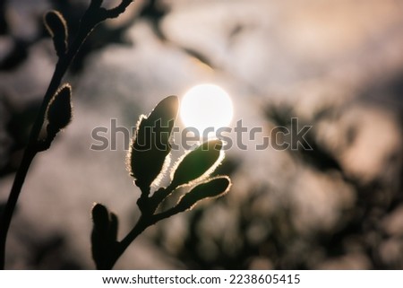 Magnolia buds on a magnolia tree with the moon in the background. Magnolia trees are a true splendor in the flowering season. An eye catcher in the landscape