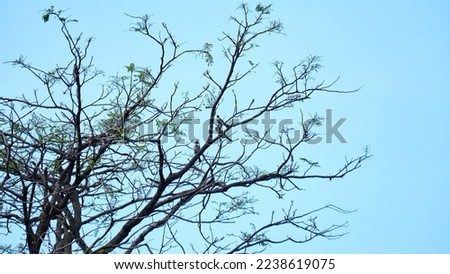 Finches perched on a petai tree