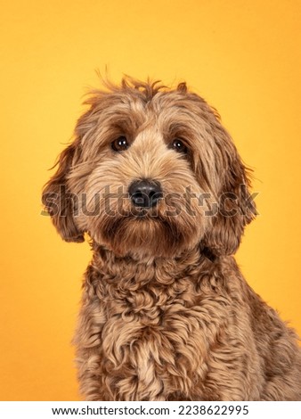Portrait orientation head shot of sweet brond Cobberdog aka Labradoodle dog, sitting up facing front. Looking straight to camera. Isolated on sunflower yellow background.