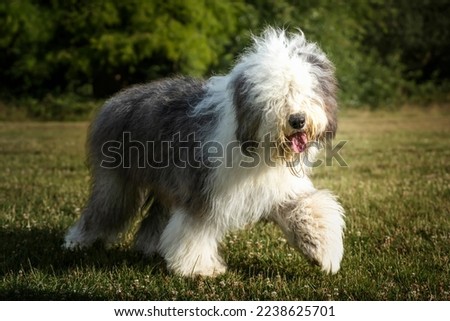 Old English Sheepdog walking amd looking towards the camera in a field Royalty-Free Stock Photo #2238625701