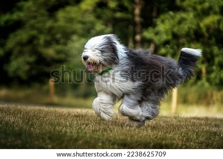 Old English Sheepdog running right to left at speed Royalty-Free Stock Photo #2238625709