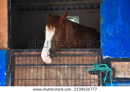 close-up portrait of a brown horse standing at the horse farm looking out the window in its stable