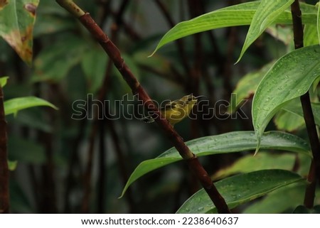 Olive Backed Sunbird in the shade behind leaves