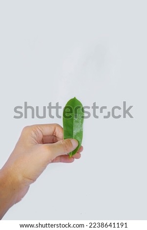 picture of asian man's hand holding a soursop leaf isolated on a white background. herb, herbal, herbal medicine, anti cancer.

