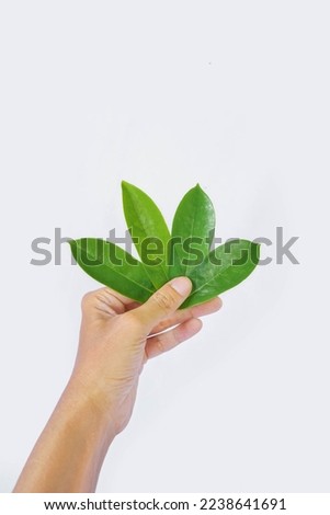 picture of asian man's hand holding four soursop leaf isolated on a white background. herb, herbal, herbal medicine, anti cancer.
