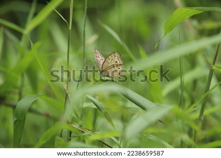 Grey Pansy Butterfly on a blade of grass under the sun