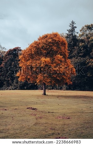 Orange lonly tree in an irish garden in autumn 