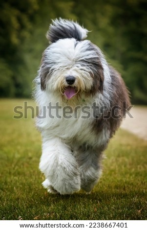 Old English Sheepdog walking towards the camera in a field Royalty-Free Stock Photo #2238667401