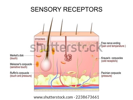 skin sensory receptors. Cross section of humans skin layers with Free nerve ending, Merkel's disk, Pacinian, Ruffini's, Krause's, and Meissner's corpuscles. Vector illustration Royalty-Free Stock Photo #2238673661