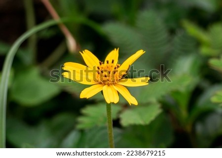 ัA yellow flower of Sphagneticola trilobata (the Bay Biscayne creeping-oxeye, Singapore daisy, creeping-oxeye, and trailing daisy)
