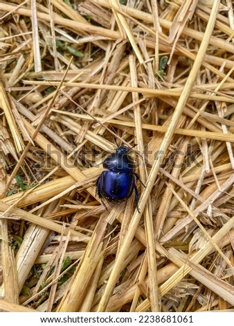 Dor beetle (Anoplotrupes stercorosus) is a species of earth-boring dung beetle belonging to the family Geotrupidae, subfamily Geotrupinae. Royalty-Free Stock Photo #2238681061