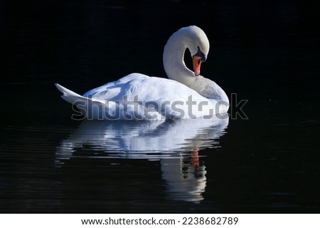 A beautiful swan swimming in a dark pond