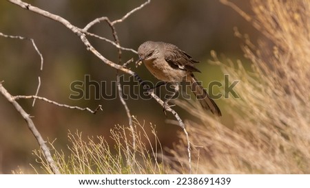 A Northern Mockingbird perches on a bare branch and with a grub in it's beak it looks down intently at the ground below.