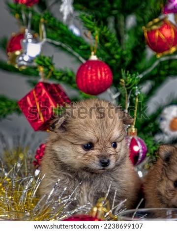 cute little Pomeranian puppies in a Christmas entourage . pomeranians near the Christmas tree close - up photo . can be used as a postcard or background