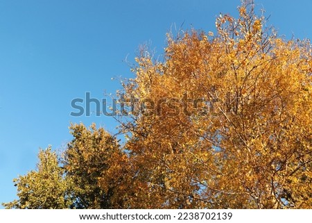 Beautiful trees with bright leaves against sky on autumn day