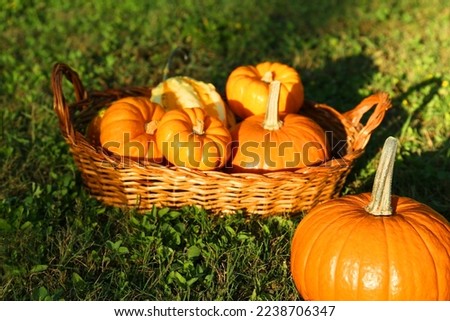 Fresh ripe orange pumpkins on green grass