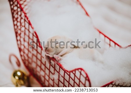 Tiny Baby Bunny With Ornaments and Sled