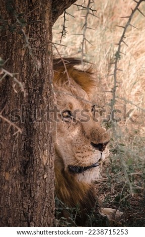 Male lion resting lying under a tree in the serengeti. picture taken during safari trip
