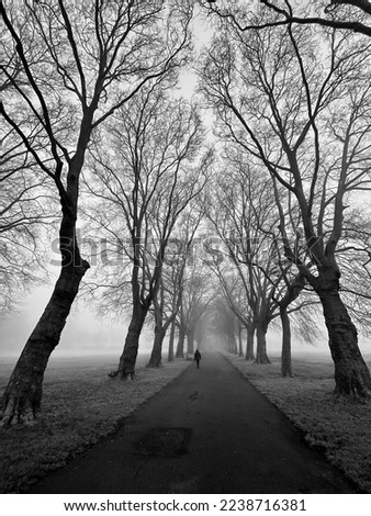 Normanton Park, Derby, UK. Winter Scenes.  Monacrome Trees in the mist. 