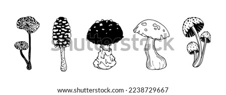 A set of doodle sketches of forest grebes, fly agaric. Ornamental plants. Vector graphics.	
