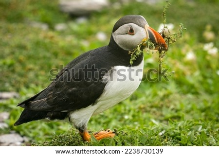 Puffin building his nest closeup., Skellig Michael island, Ireland Royalty-Free Stock Photo #2238730139