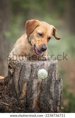 Fox Red Labrador Puppy having fun with his ball on a tree stump in the forest