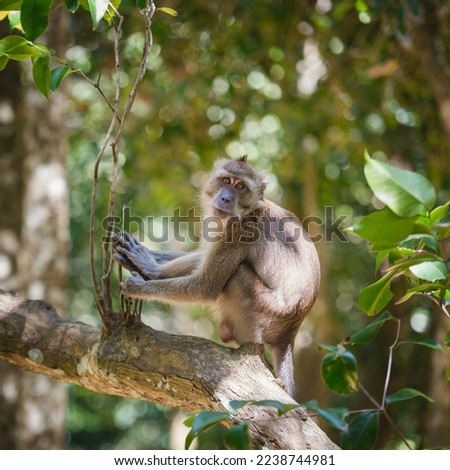 Monkey sits on a tree. Contrast of shade and sun in forest with a monkey on a tree. Green trees with cute animals.  Royalty-Free Stock Photo #2238744981