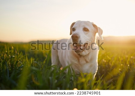 Happy dog field at sunset. Contented old labrador retriever during walk in nature.
 Royalty-Free Stock Photo #2238745901